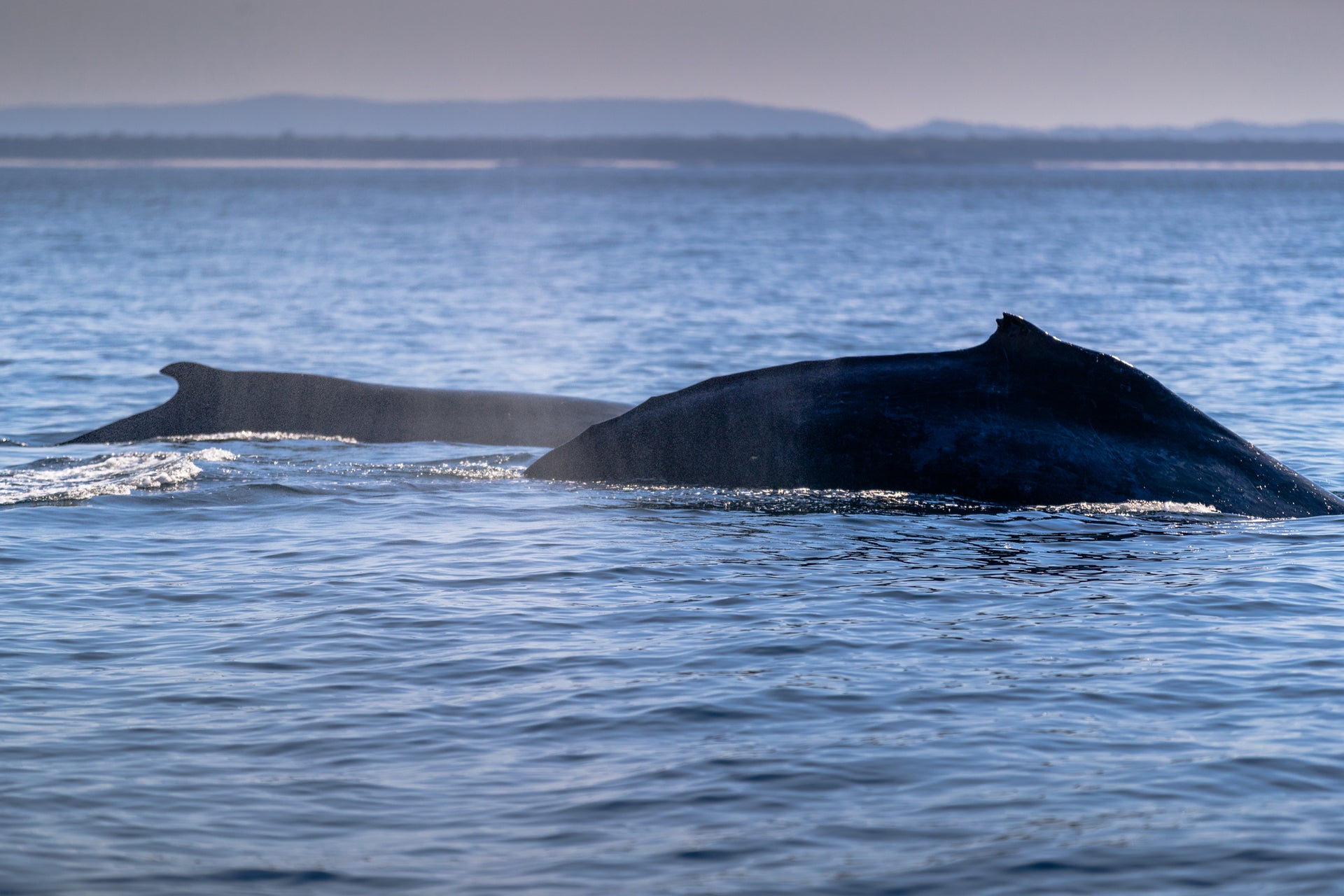 The Humpback Highway