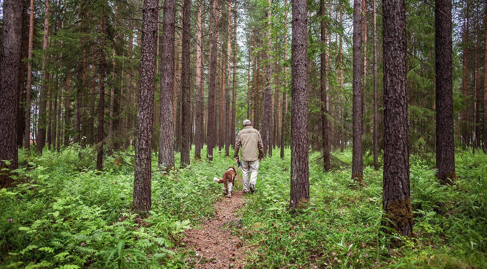 The Migration of Songs