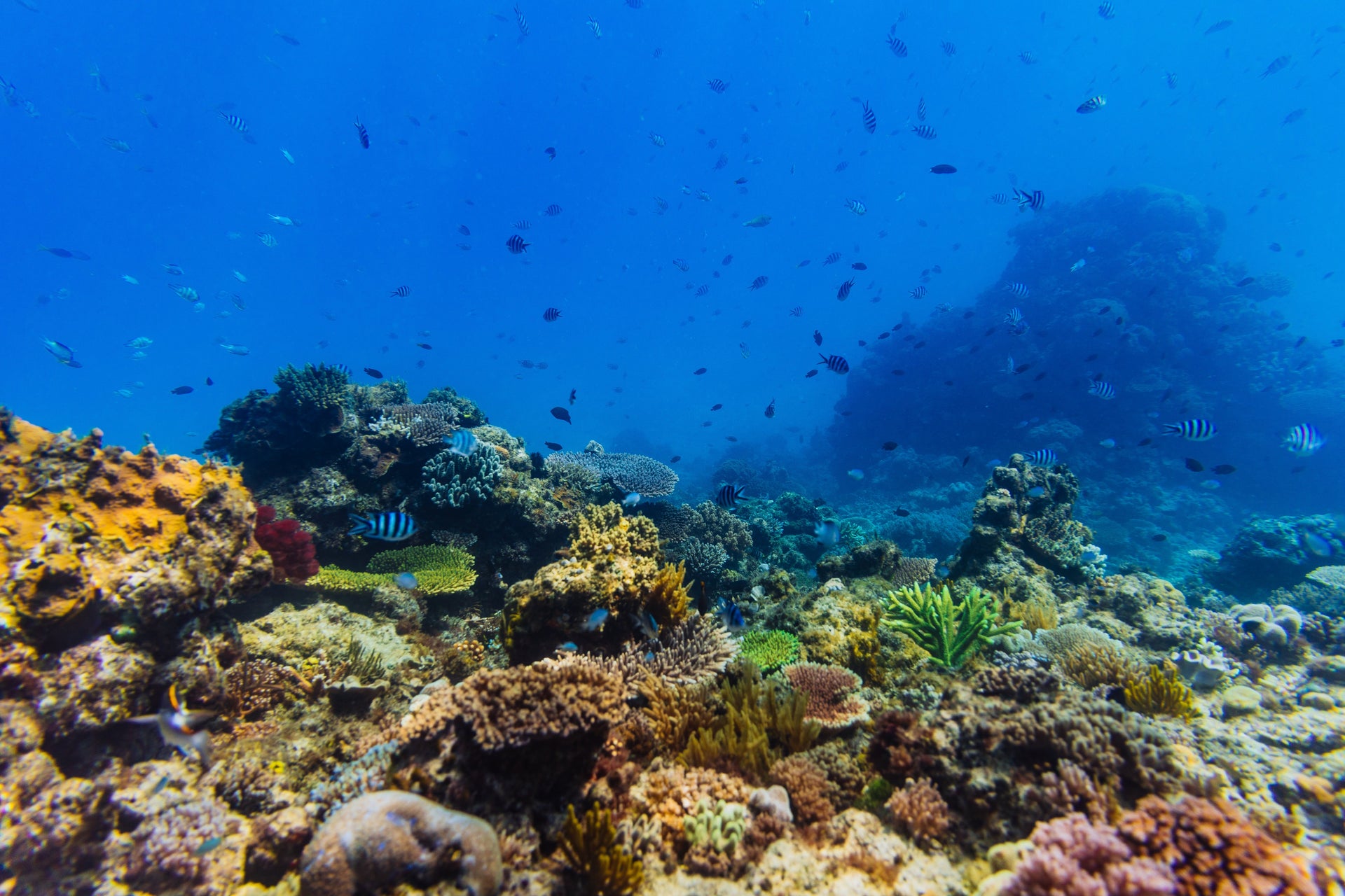 Near Gould Reef, Great Barrier Reef. Photo: Jarrah Lynch.