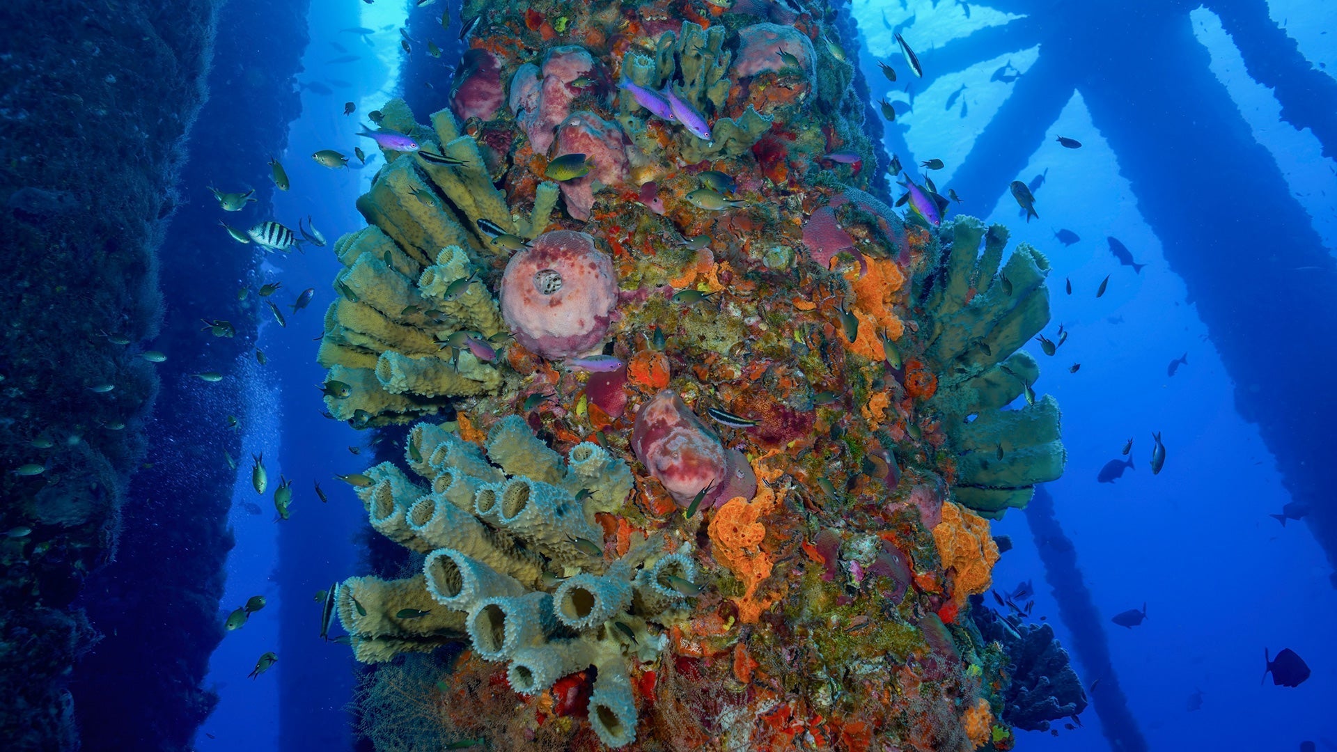 More Coral, More Fish