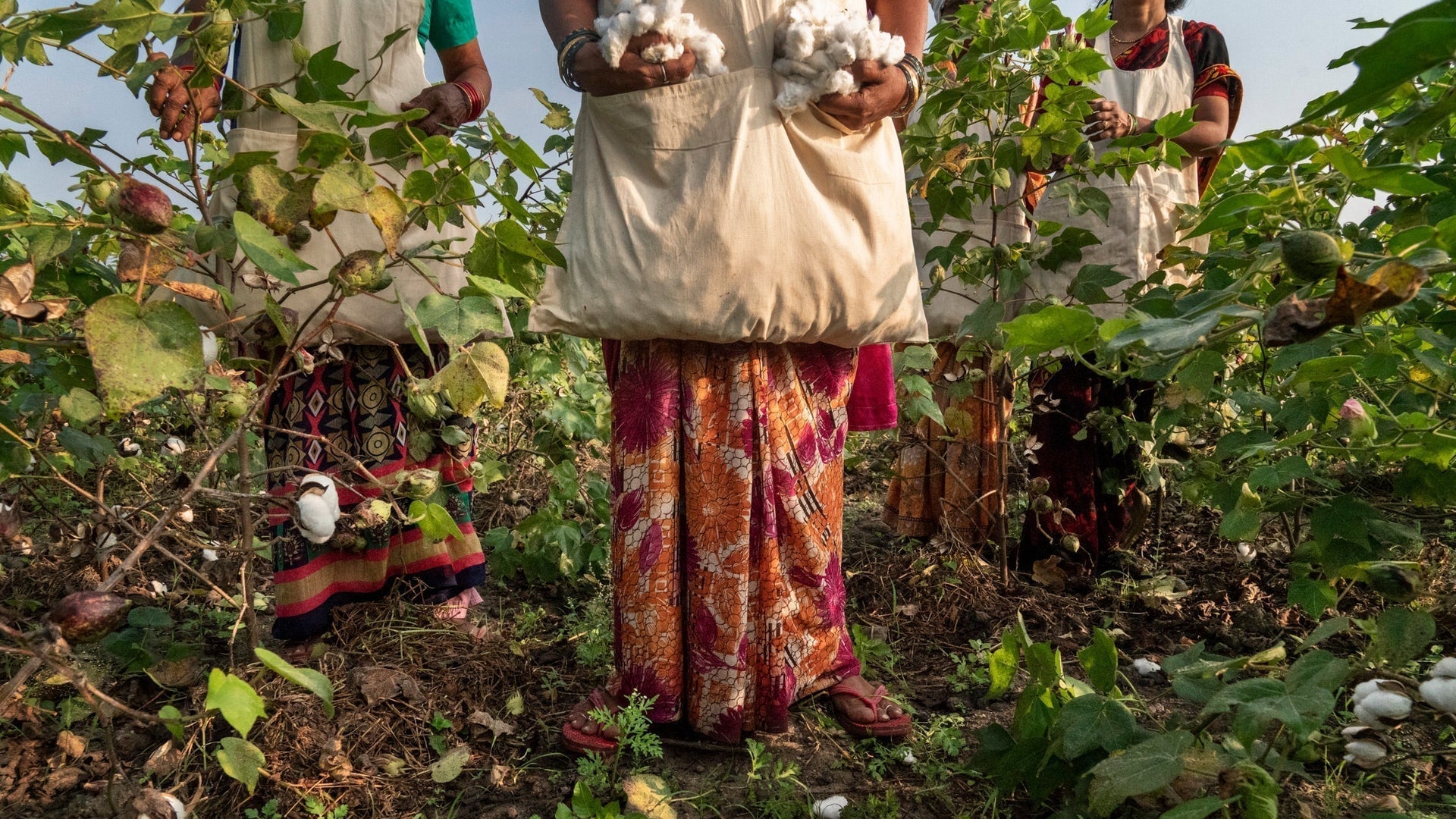 This farm in India is part of a test to grow the cotton we use to make clothes differently – to respect the land, people and animals that work it and, ultimately, to build soil healthy enough to help stop climate change. Photo: Avani Rai.