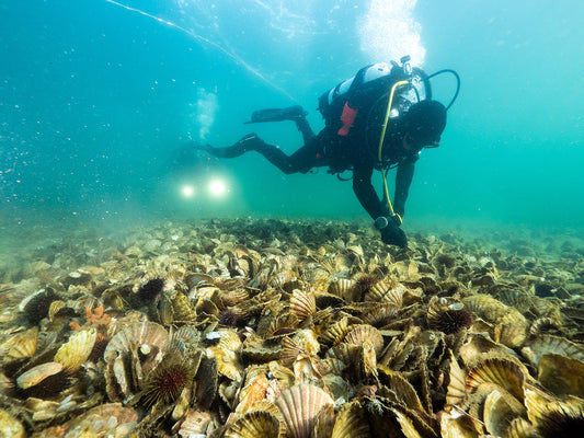 A FEW MILLION SHELLS: RESTORING AUSTRALIA’S LOST, ANCIENT OYSTER REEFS
