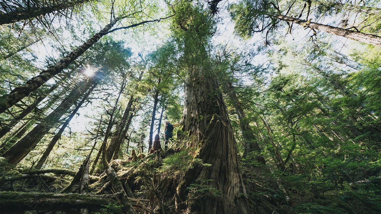 Home Planet Fund invests in the Sustainable Southeast Partnership, a collective of local Alaskan communities that see healthy trees as essential to their economic livelihoods. Old-growth forests keep Earth cool, naturally. Photo: Colin Arisman