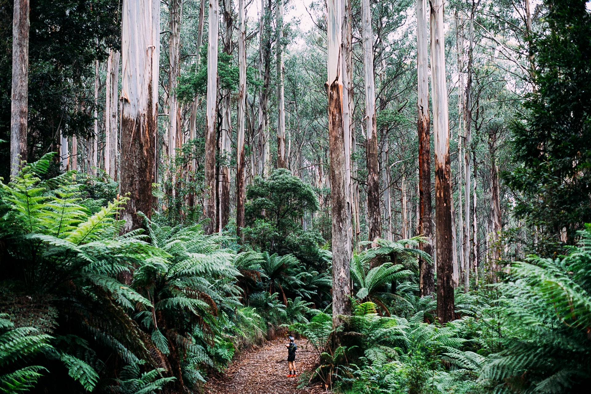 The mountain ash forests of the Victorian Central Highlands have existed for millions of years. The Great Forest National Park is an idea to protect them into the future. Photo: Cam Suttie.