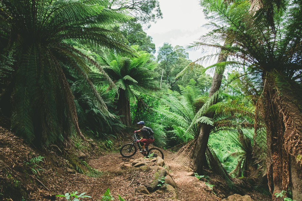 The Blue Derby trails through northeast Tasmania's ancient Gondwanan forests have been a revelation to mountain bikers. Photo Stu Gibson