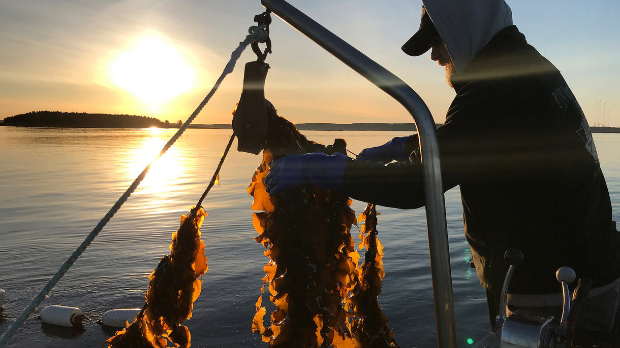 Jake Patryn harvests the final string of sugar kelp off the Nautical Farms sea farm as the sun rises over the Western Hemisphere.