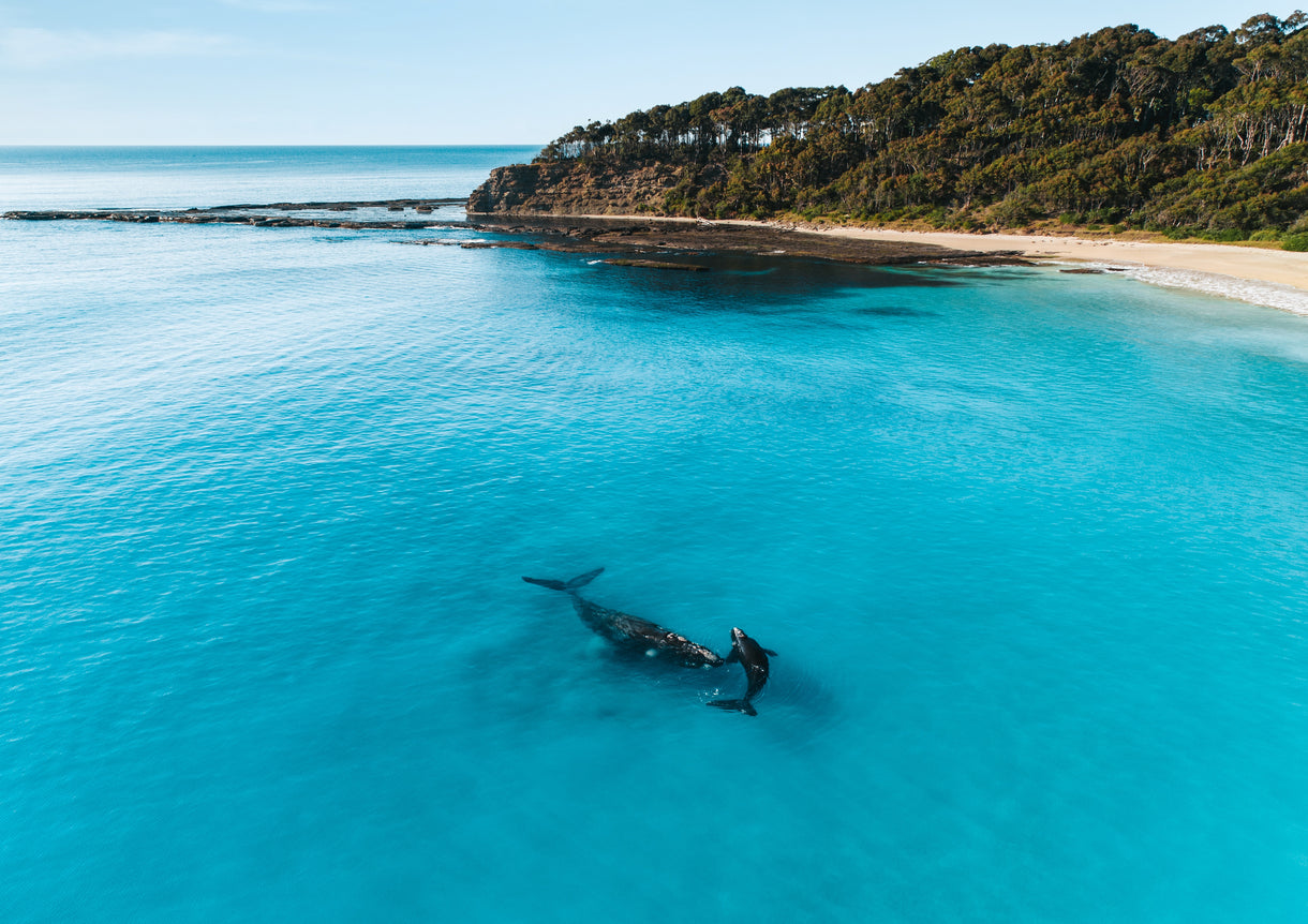 The range of the Southeastern Group of southern right whales extends from SA around to the NSW south coast, above. Photo Josh Burkinshaw