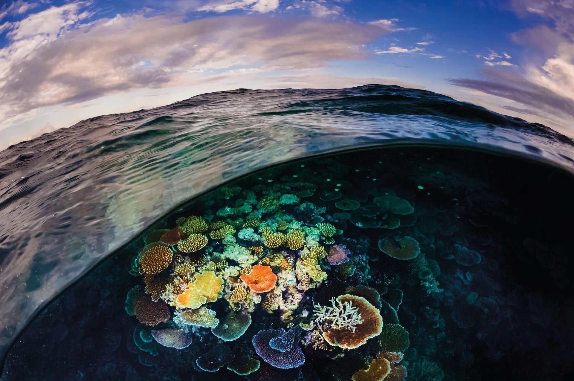 Opening image: It’s time to protect Australia’s ocean, for good. Photo Tāne Sinclair-Taylor
