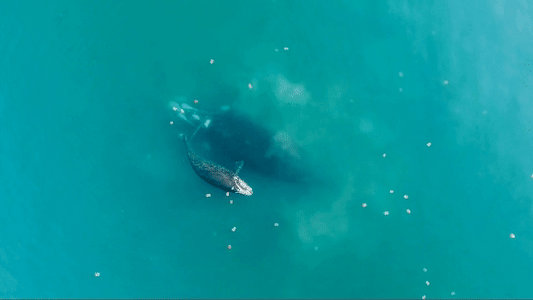 A humpback calf and resting mother in shallow sandflats on the NSW South Coast. Film by Josh Burkinshaw