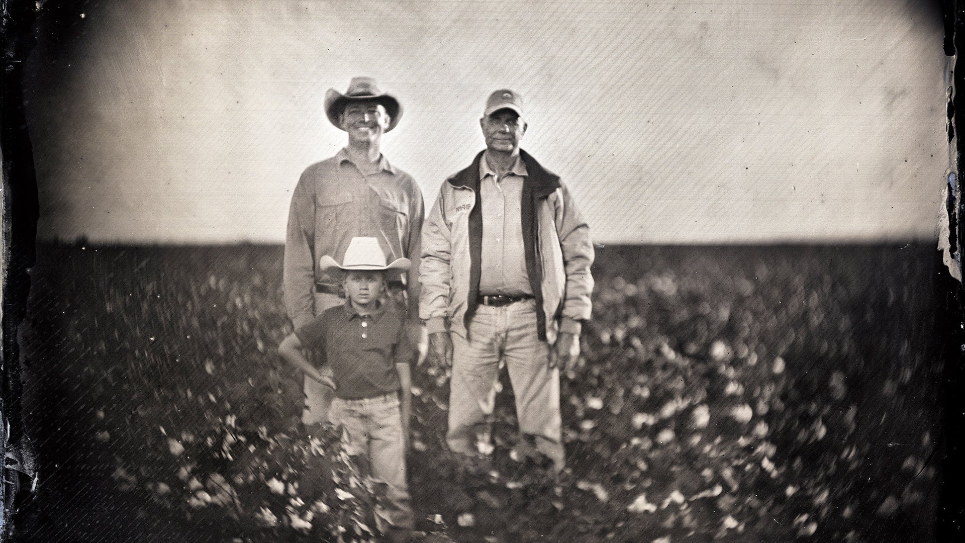 organic cotton farming