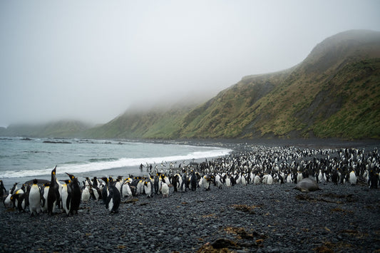 Opening image: The remote sub-Antarctic island affectionately known as ‘Macca’. Photo Nick Frayne