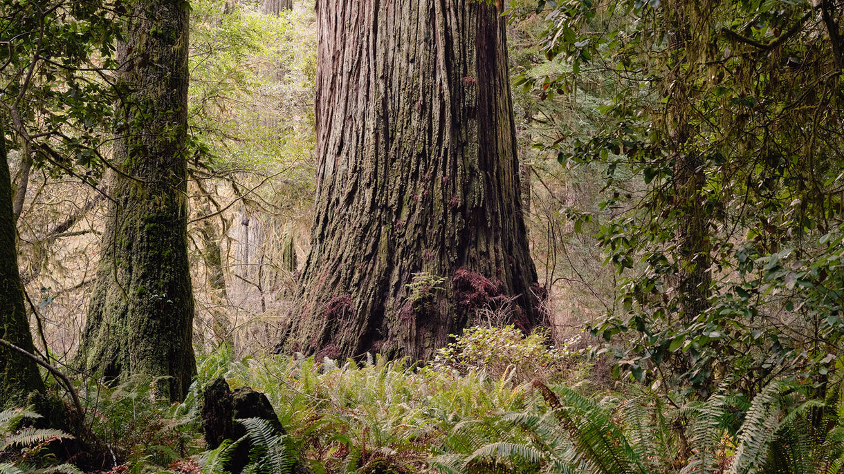 May it live to be 3,000 – or older. Del Norte Titan (Sequoia sempervirens). California. Photo: Brian Kelley