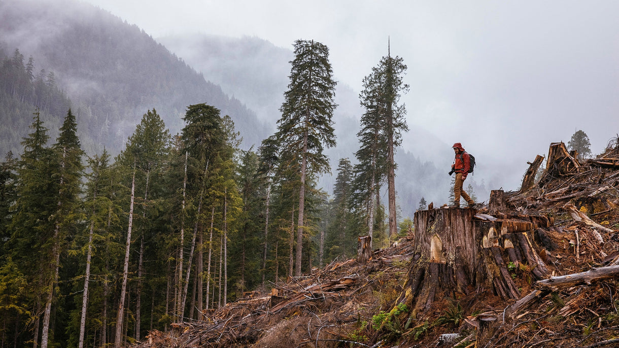 TJ Watt stands on a 12-foot-wide stump, a former old-growth Western red cedar, overlooking a recent clear cut in the Caycuse watershed on southern Vancouver Island. Photo: Jeremy Koreski