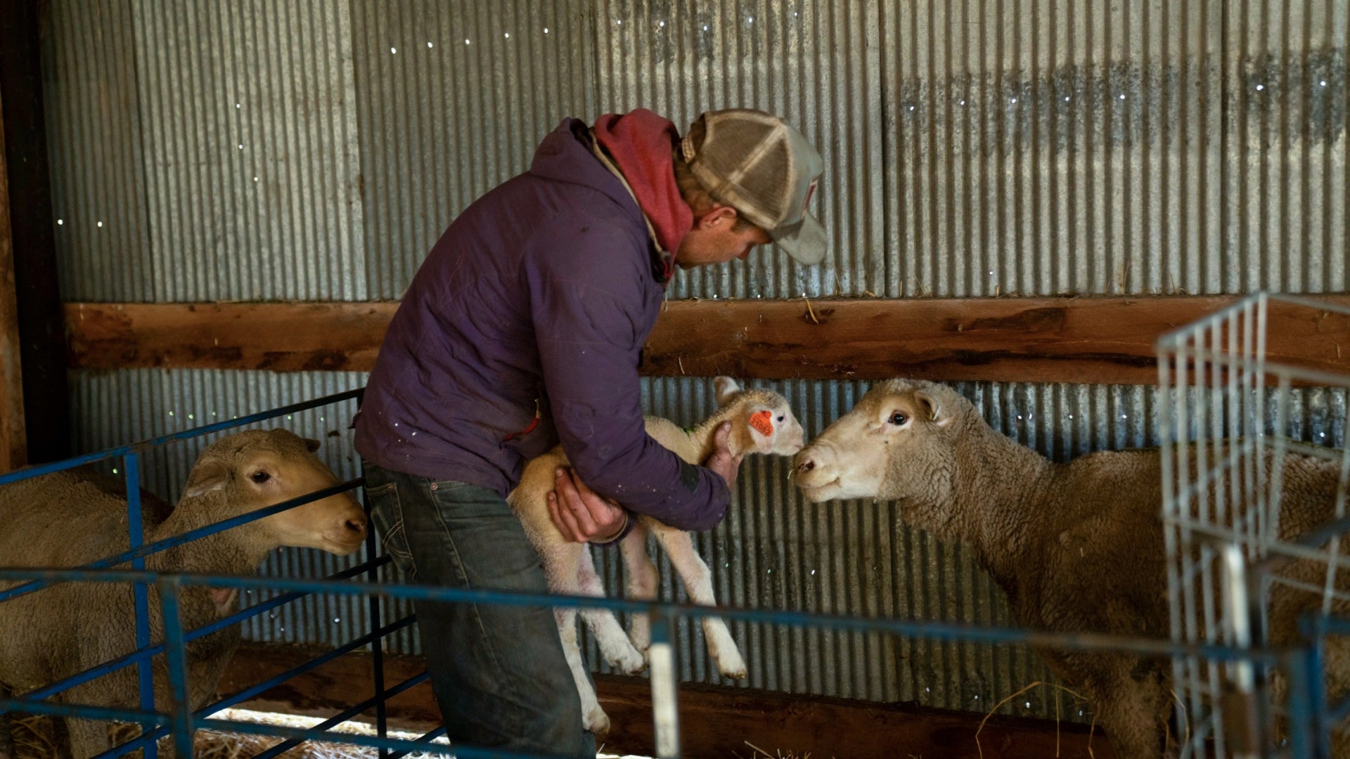 Josh Wharton holds a baby lamb at SkyPilot Farm in Longmont, Colorado. Photo: James Lucas