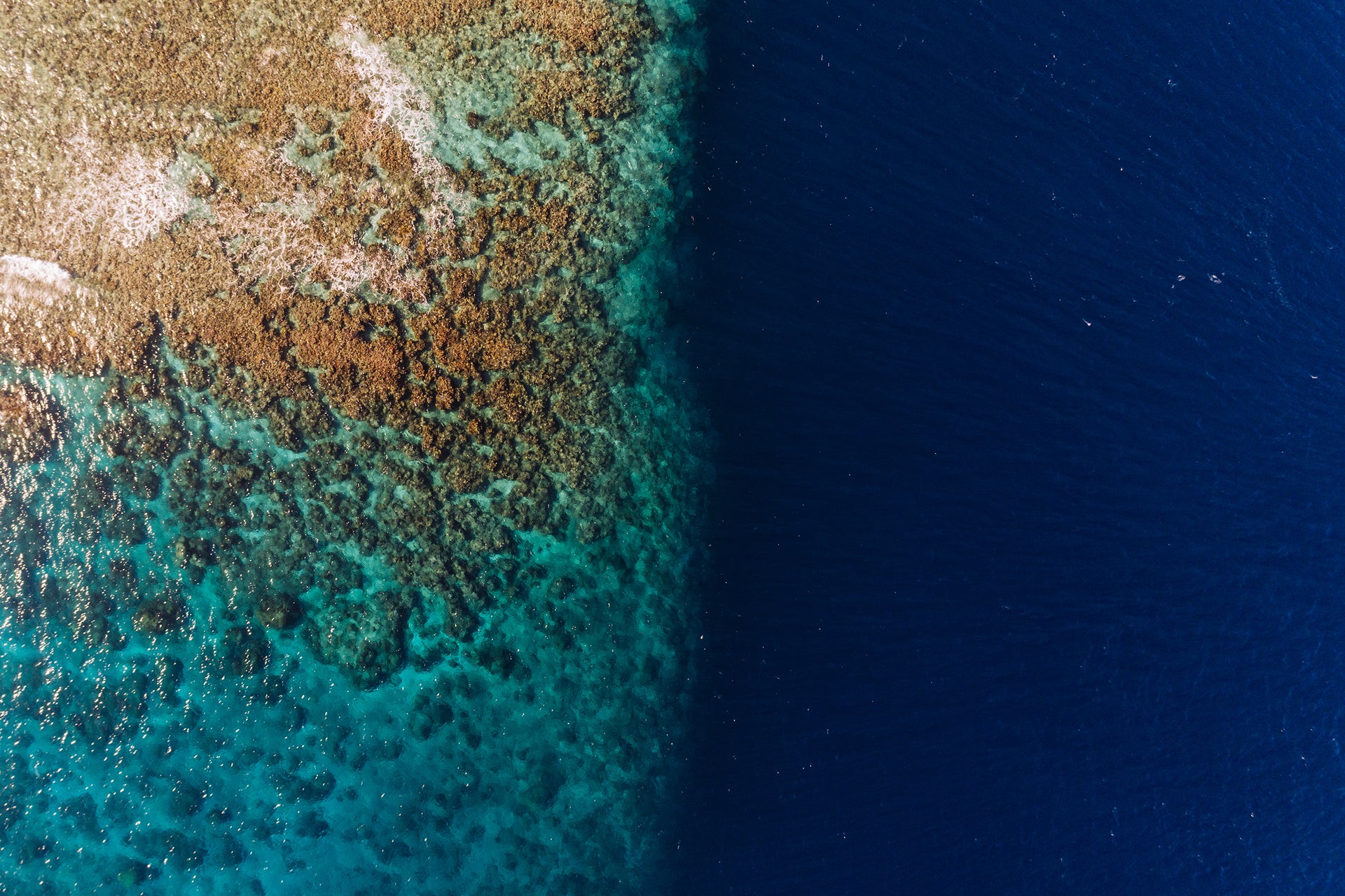 Opening image: At two degrees of warming, 90 per cent of the world’s coral reefs will be gone. We’re on the verge of overshooting 1.5 degrees right now. It’s time to get serious. Photo Jarrah Lynch