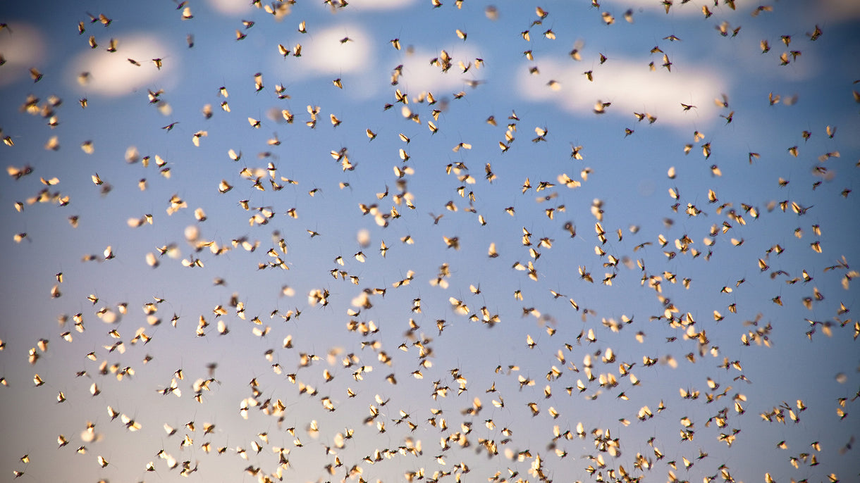 The cinematic light of a late-summer evening illuminates a cloud of caddis flies above the riffles of the Missouri River, known for its blizzard-like insect hatches and chunky trout. Photo: Jessica McGlothlin