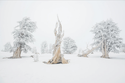 The Secret Life of Trees