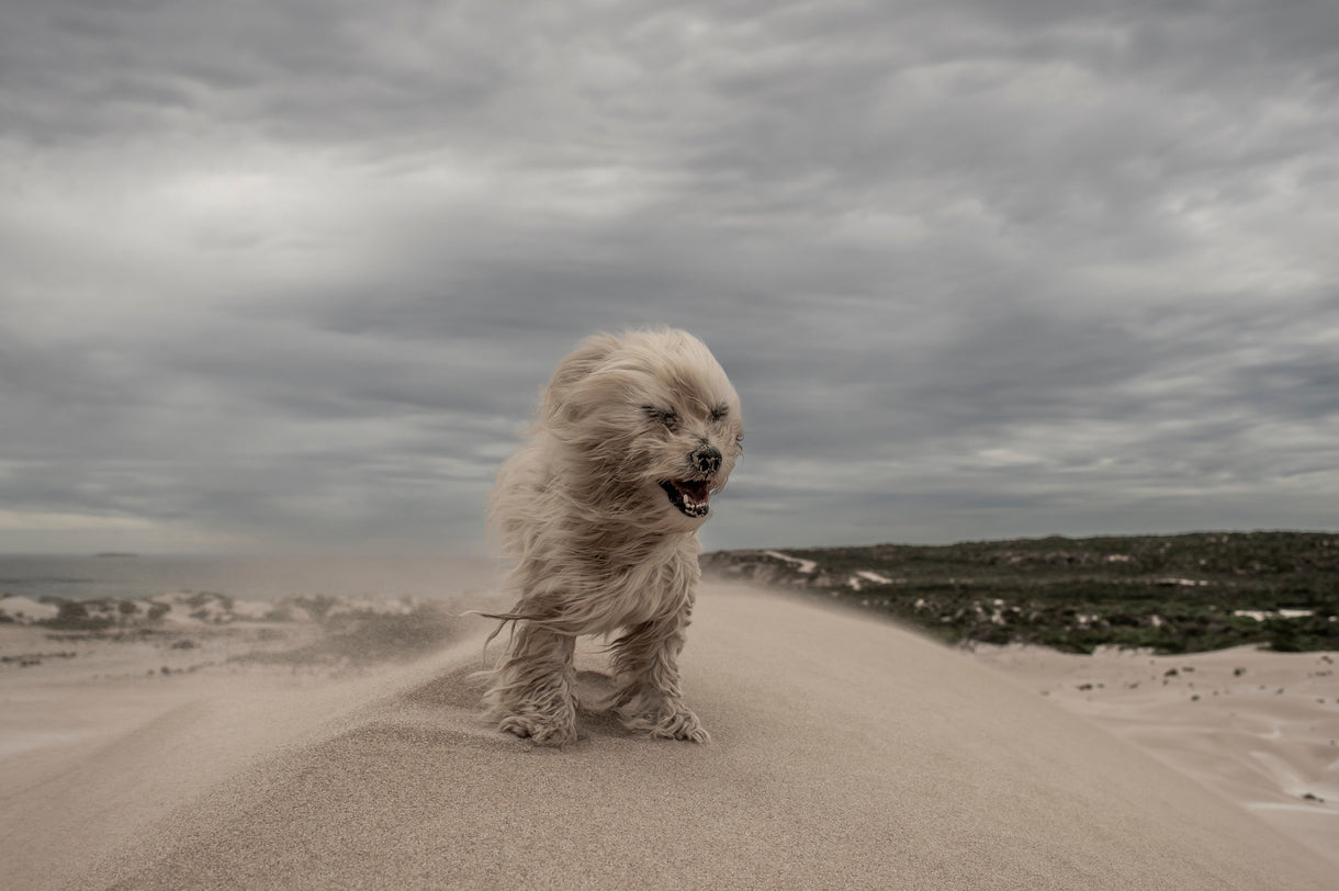 Opening image: Doug Richards, King of the Dunes. Photo SA Rips