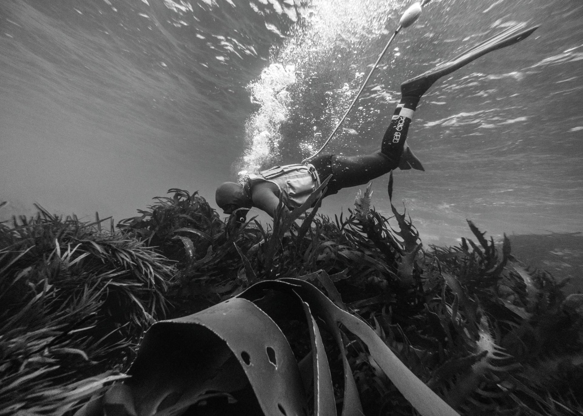 Opening image: ‘Polly’ has spent over three decades diving and surfing in Tasmanian waters. There are few people better placed to offer an assessment of what’s going on below the surface. Photo Nick Green
