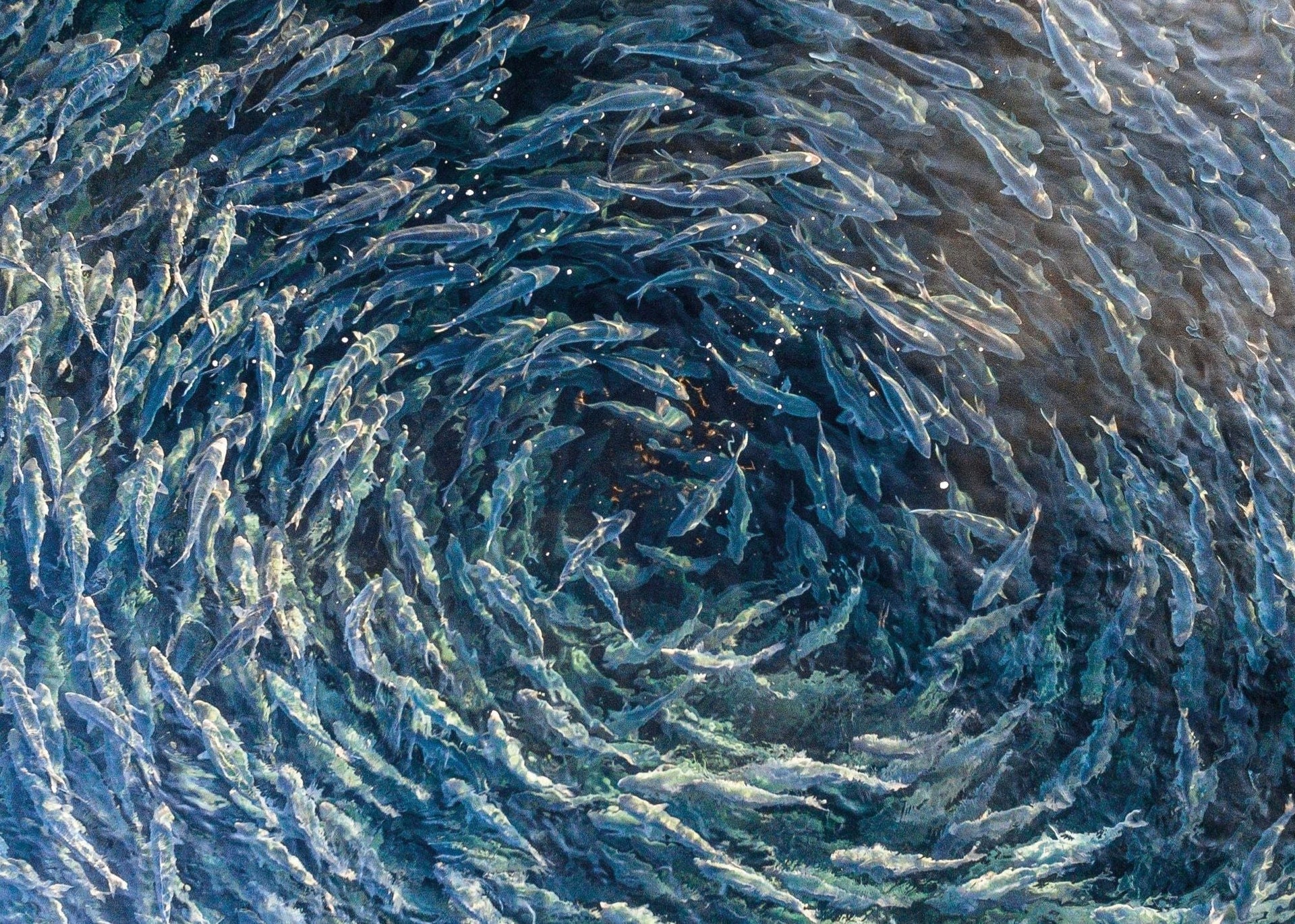 Opening image: The humble Australian salmon unites Australians as an iconic coastal species... but divides them on whether it's any good to eat. Photo Reed Plummer