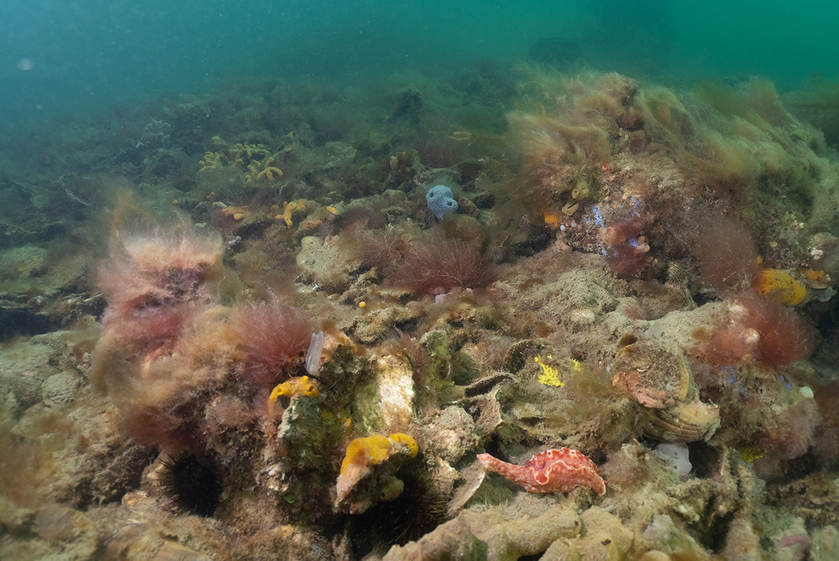 A FEW MILLION SHELLS: RESTORING AUSTRALIA’S LOST, ANCIENT OYSTER REEFS ...