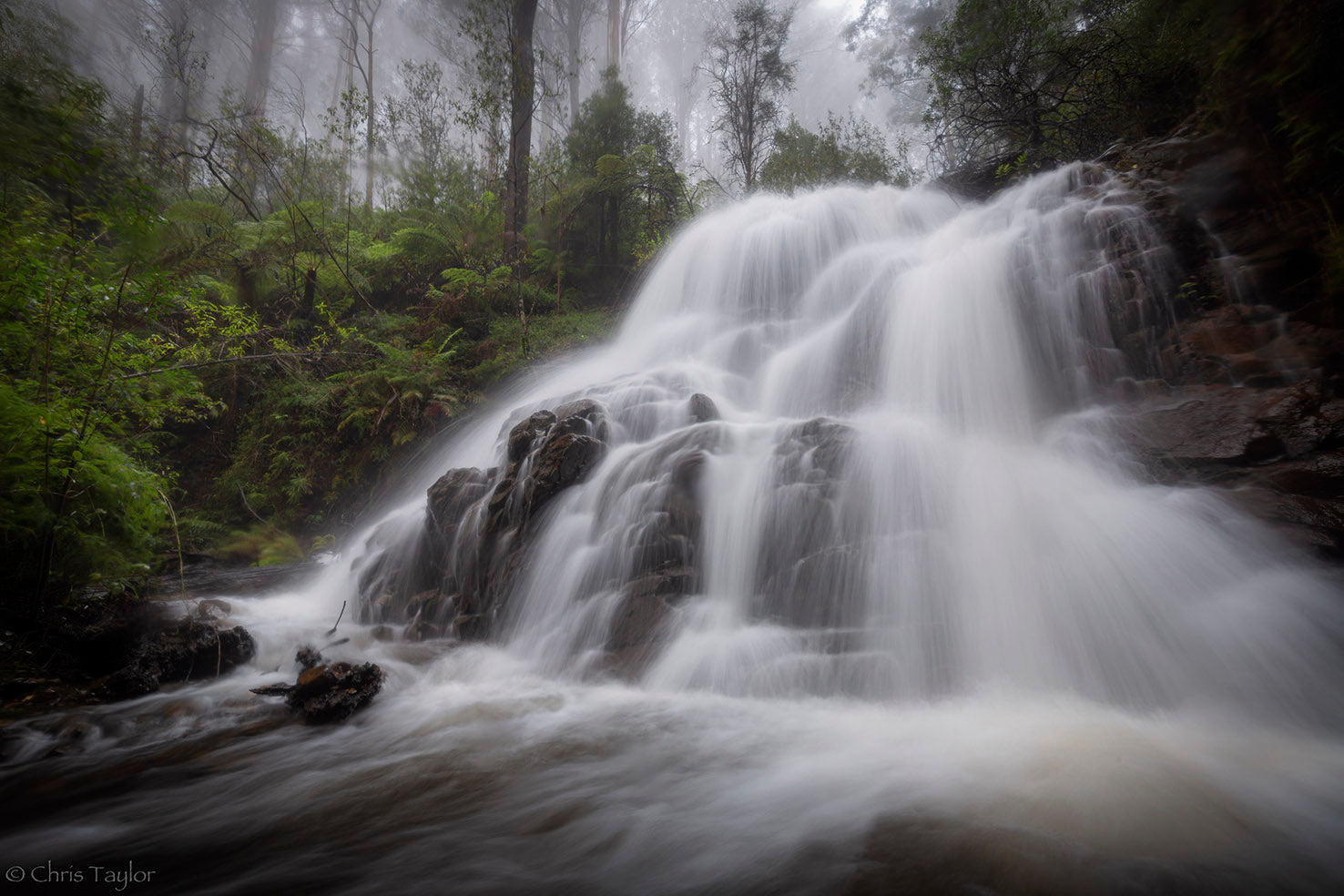 THE LONG AND WINDING ROAD TO THE GREAT FOREST: HOW WE GOT HERE, WHERE ...
