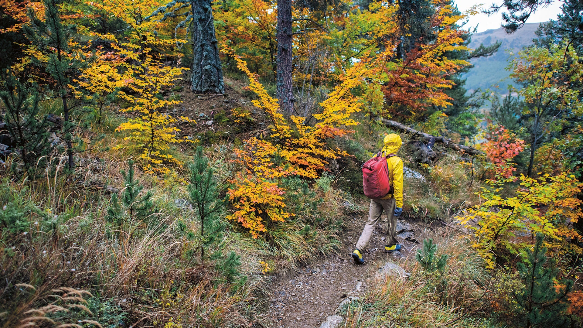 Men's Hiking Clothing Patagonia Australia