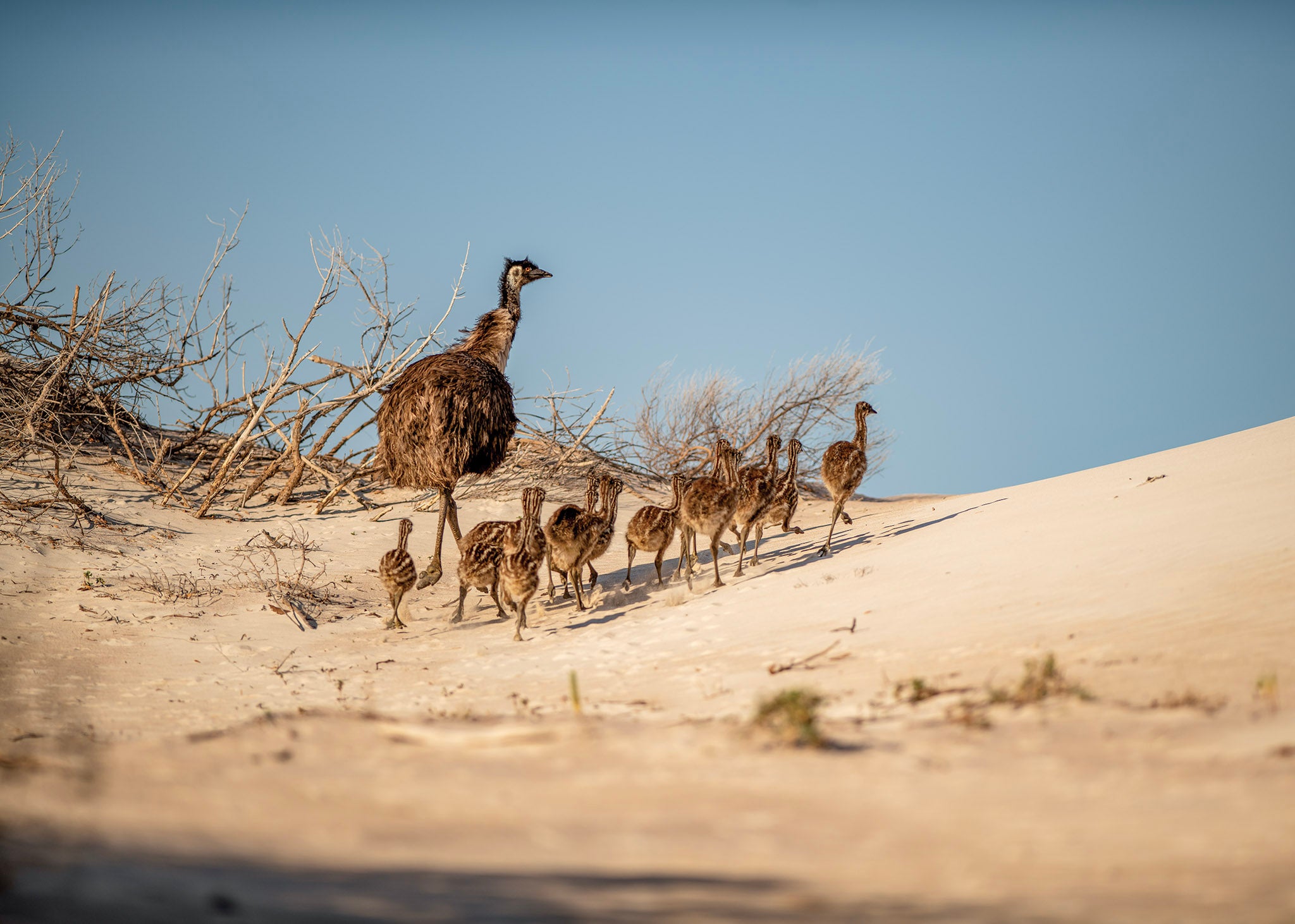 Out There: 10,000 years and one winter in the desert - Patagonia Australia